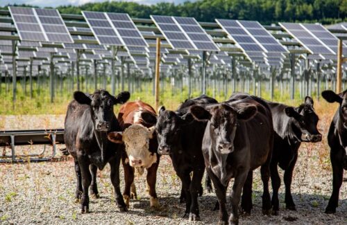The new report outlines the economic benefits of agro-photovoltaic power generation for farmers, developers, and communities