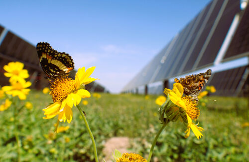 Natural gas pipeline company commissions 130 MW solar project in Texas