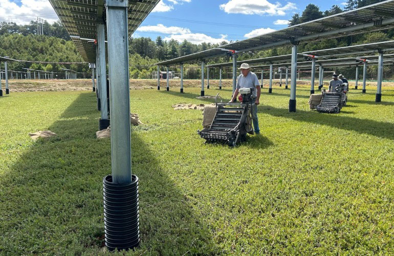 The first batch of cranberries harvested from marshes equipped with solar panels