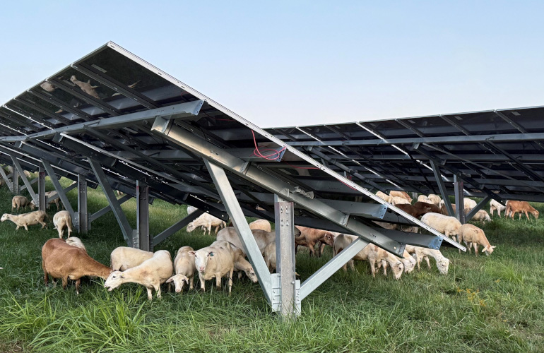 Sheep maintain vegetation at a solar farm near a coal-fired power plant in West Virginia.