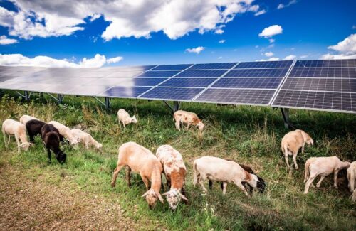 EDF plans to graze sheep for vegetation management on a 220 MW solar project in Ohio