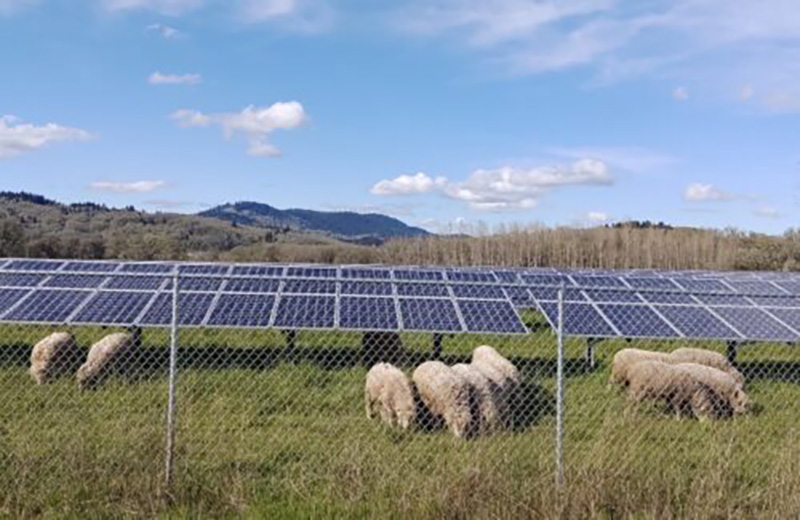 Oregon legislature passes bill to pave way for community owned microgrids