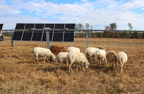 North Carolina State University is home to the first agricultural photovoltaic training base in the southeast region